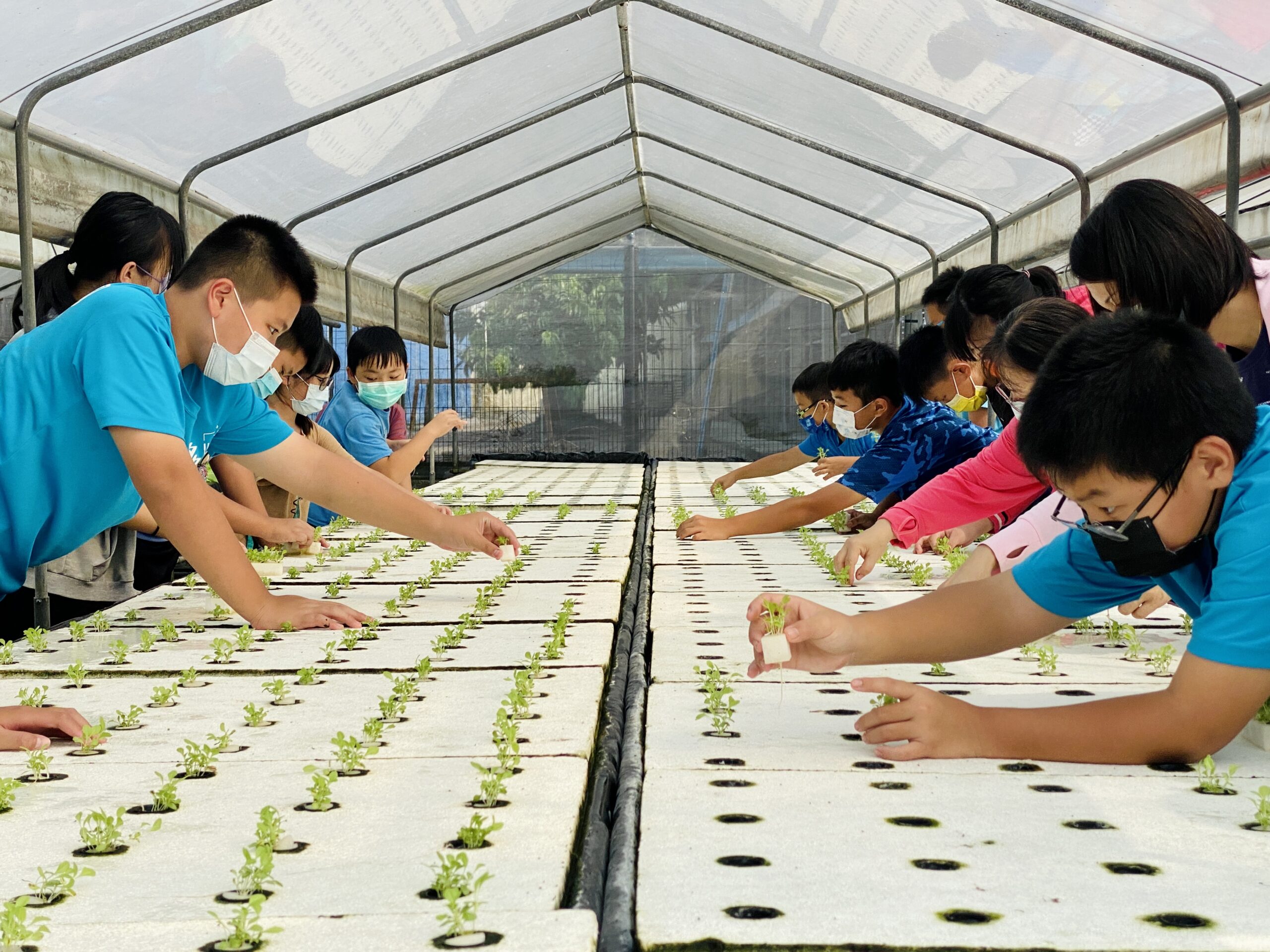 (三級體驗備)學童體驗如何移植水耕蔬菜