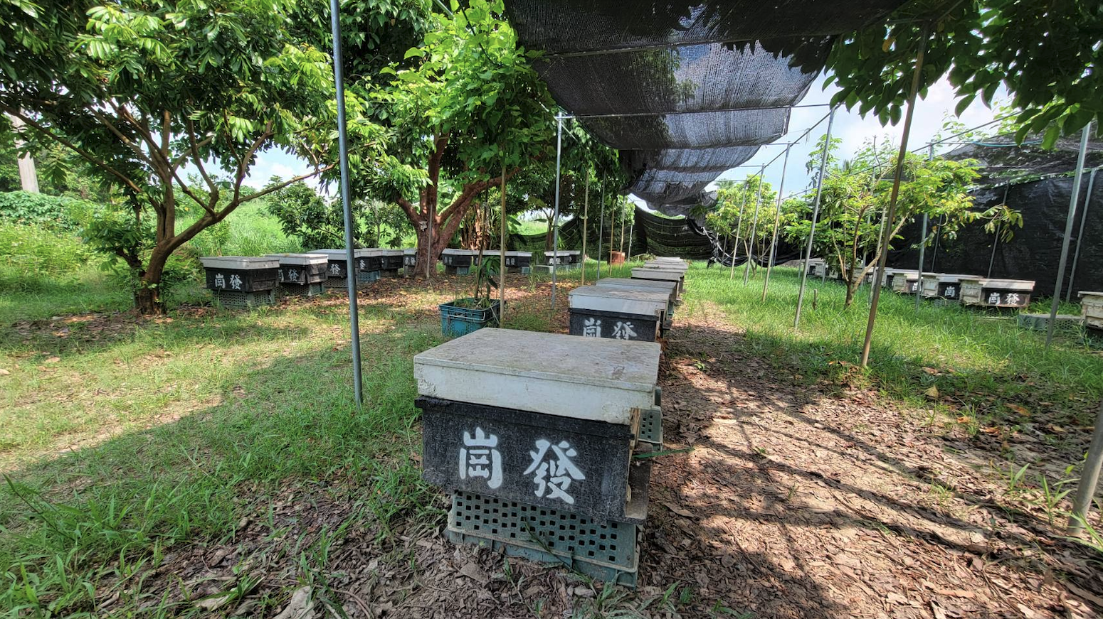 03_蜂箱大道