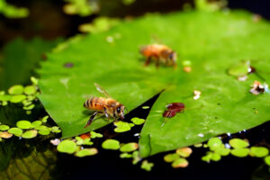 Honey Bee Box(蜜蜂盒子)
