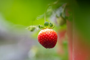 Kebun Stroberi Organik Haoshanglin(好上林有機草莓園)