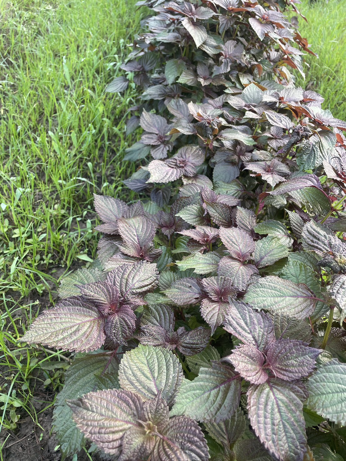 13.紫蘇是鼎春園的招牌明星植物。