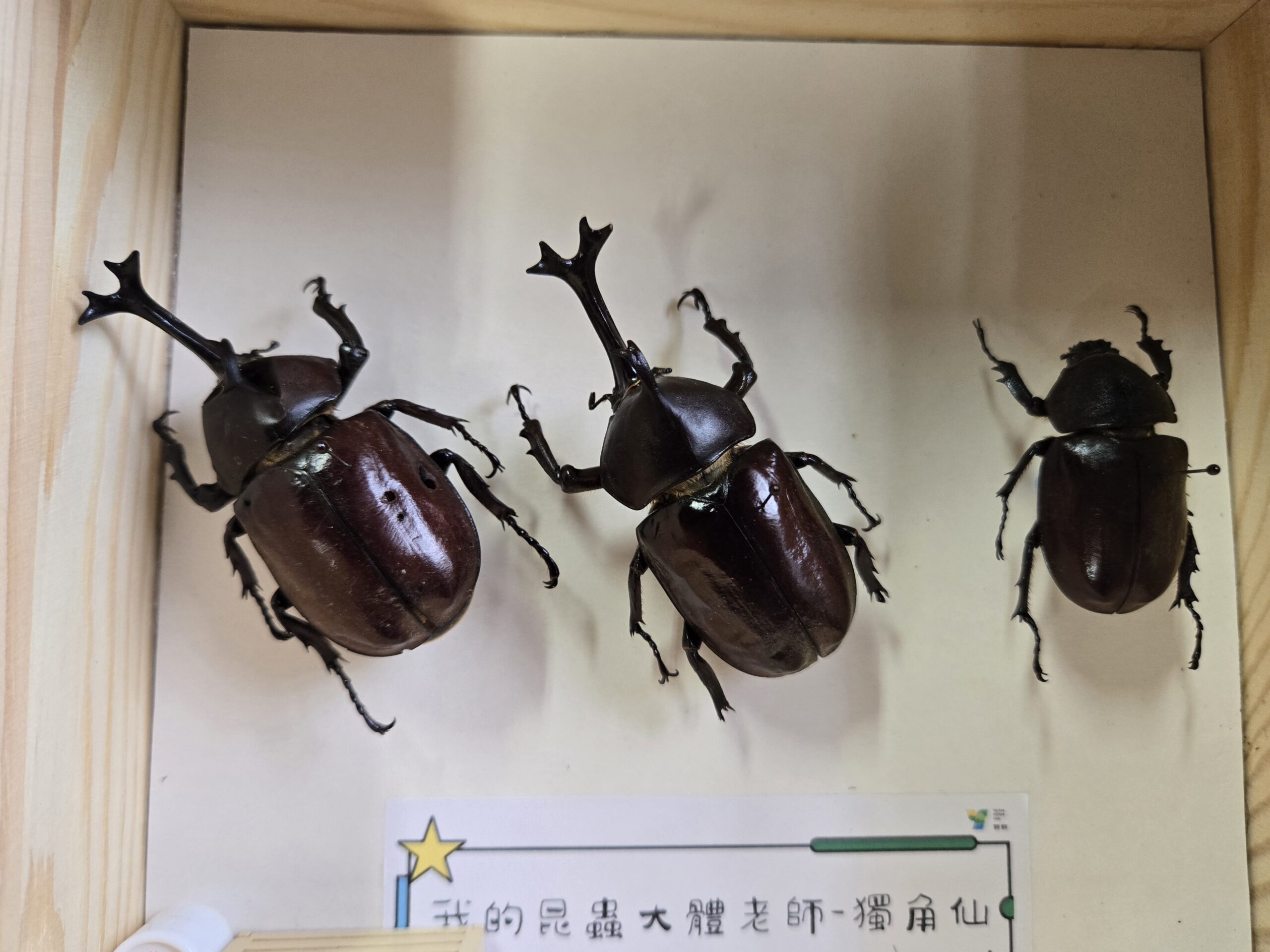 6.以自然死去的獨角仙製作標本解說生態。