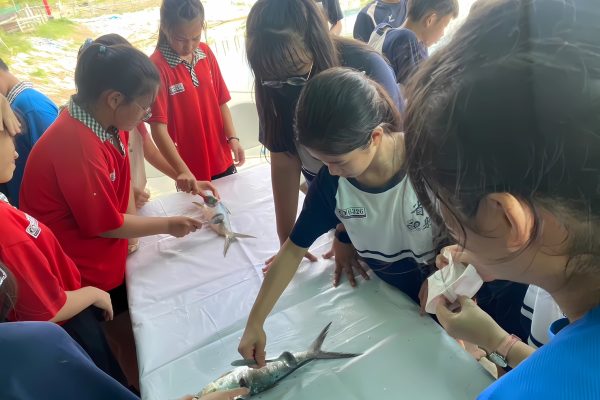 體驗刮魚鱗（虱目魚主題館提供）